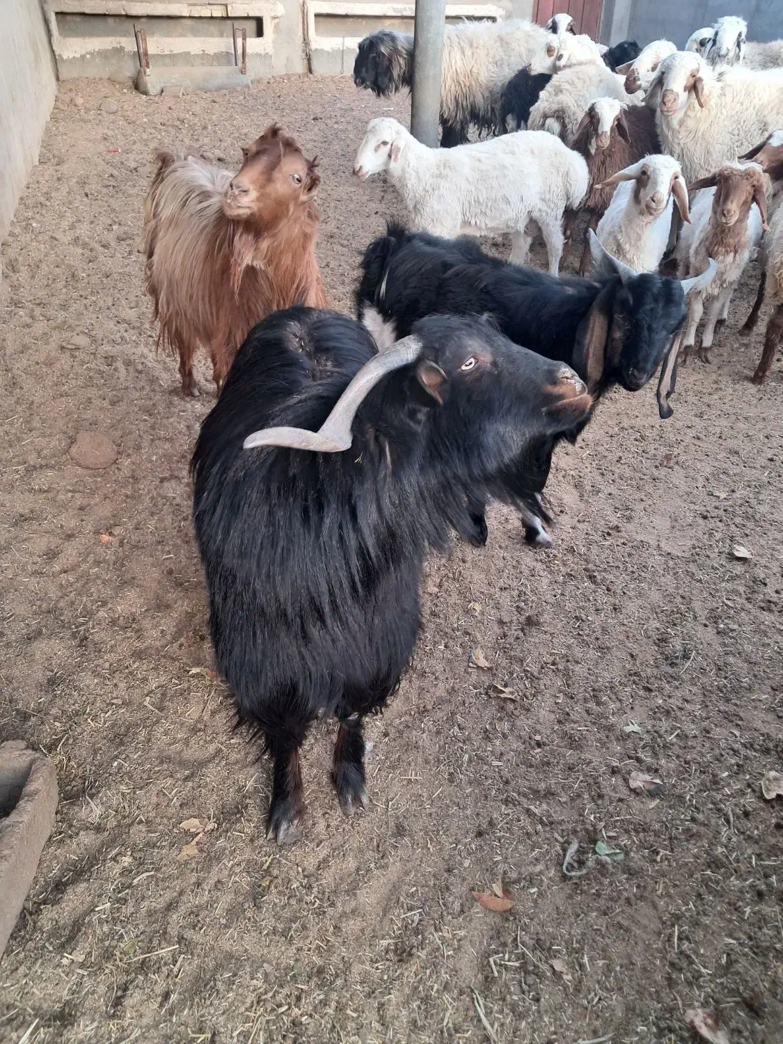 سه عدد چبش چاق|حیوانات مزرعه|فردوس (خراسان), |دیوار