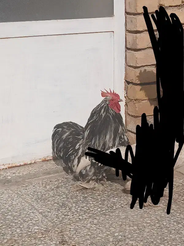 کوشین|پرنده|زارچ, |دیوار