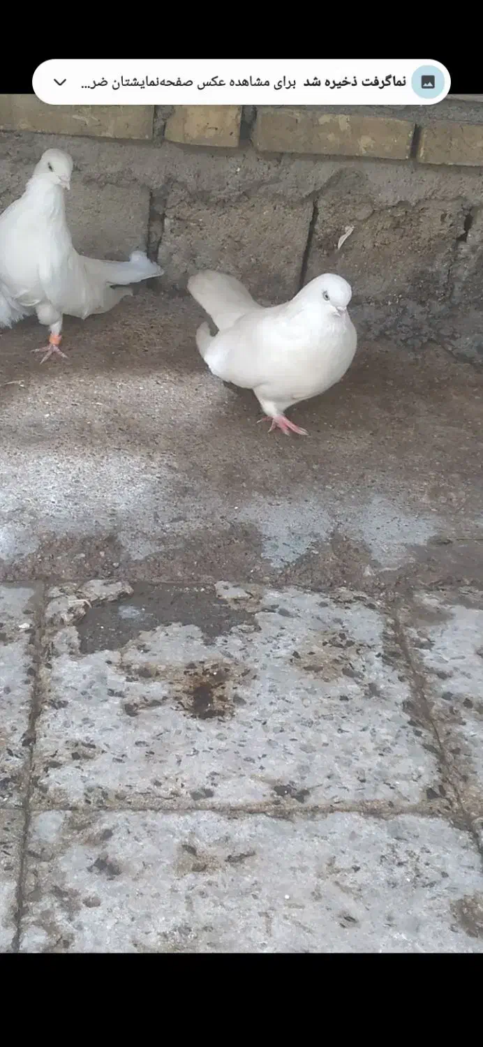 کبوتر سفید بسیار بسیار کشیده|پرنده|دهلران, |دیوار