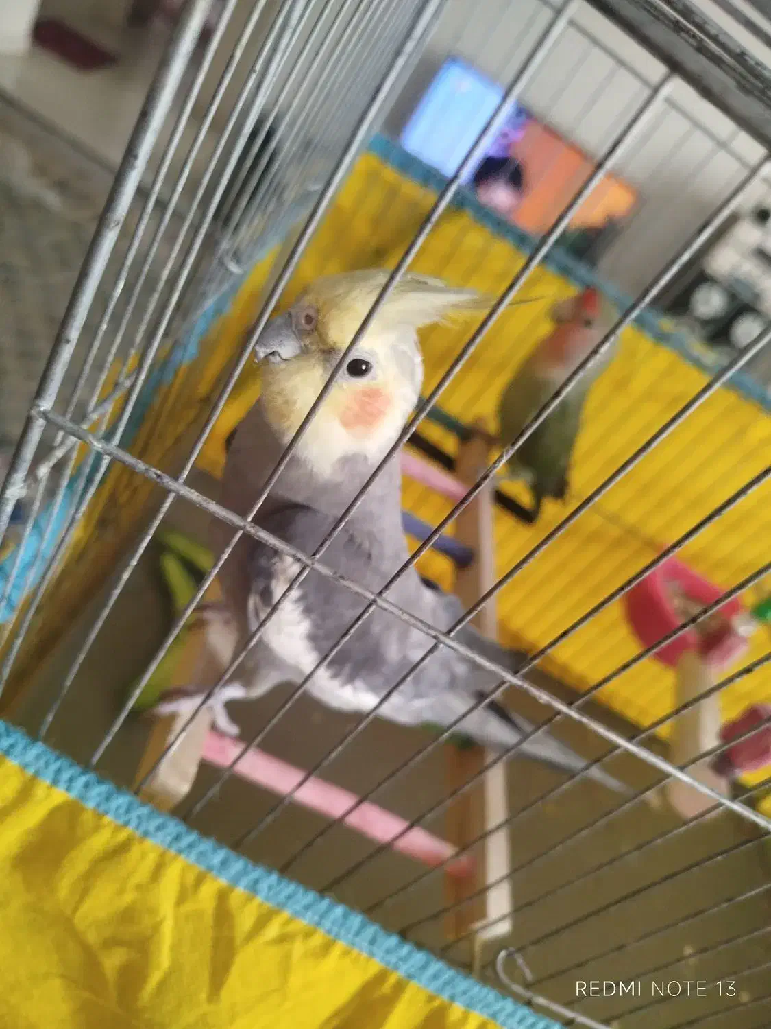 طوطی عروس و برزیلی|پرنده|محمدشهر, شهرک پیام (مهرالبرز)|دیوار