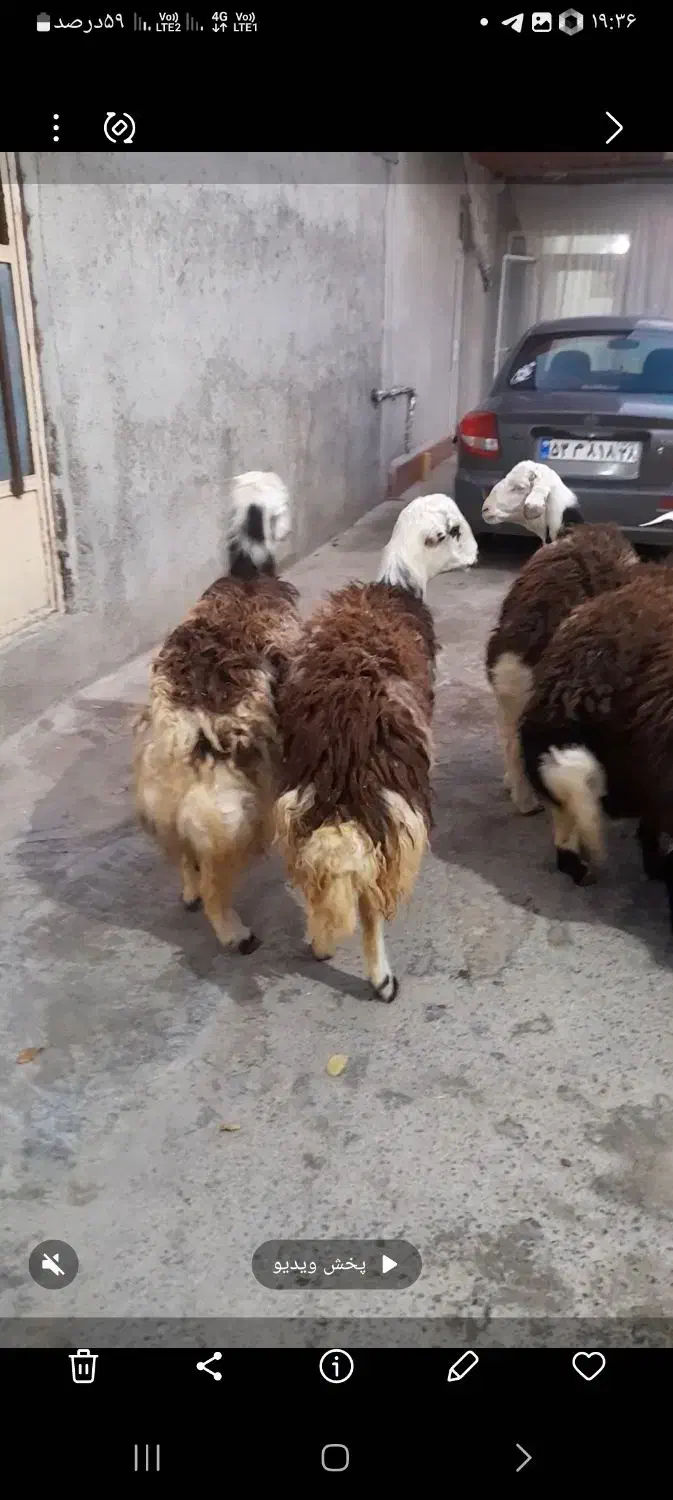 بره قوچهای پلنگی ،کله سفید|حیوانات مزرعه|بروجرد, |دیوار