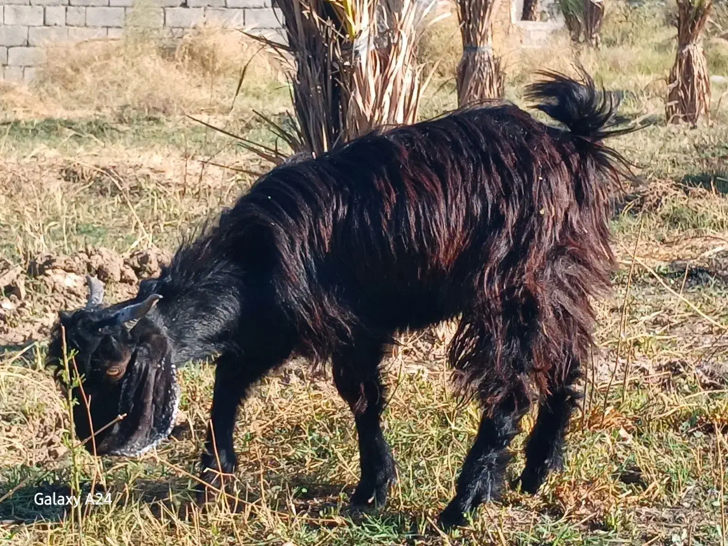 کهره نر چاق|حیوانات مزرعه|جیرفت, |دیوار