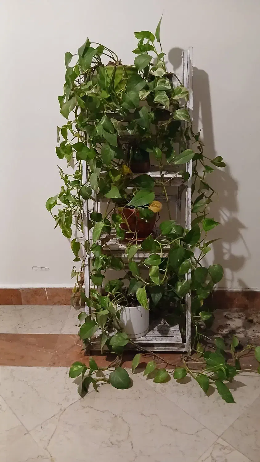 استند چوبی با گلدانهای پوتوس|گل و گیاه طبیعی|تهران, والفجر|دیوار