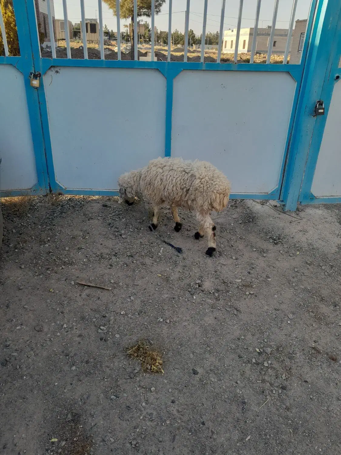 میش|حیوانات مزرعه|سربیشه, |دیوار