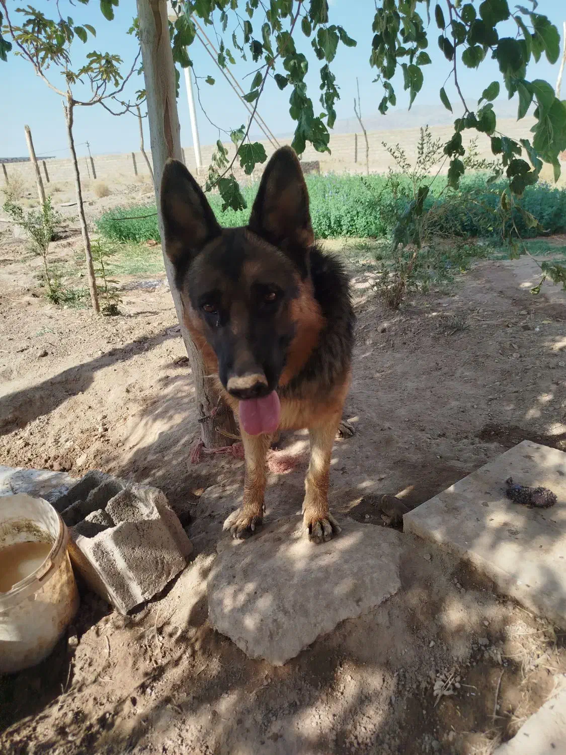 سگ ژرمن نر،سگ تربتی نر در زرند|سگ|زرند, |دیوار