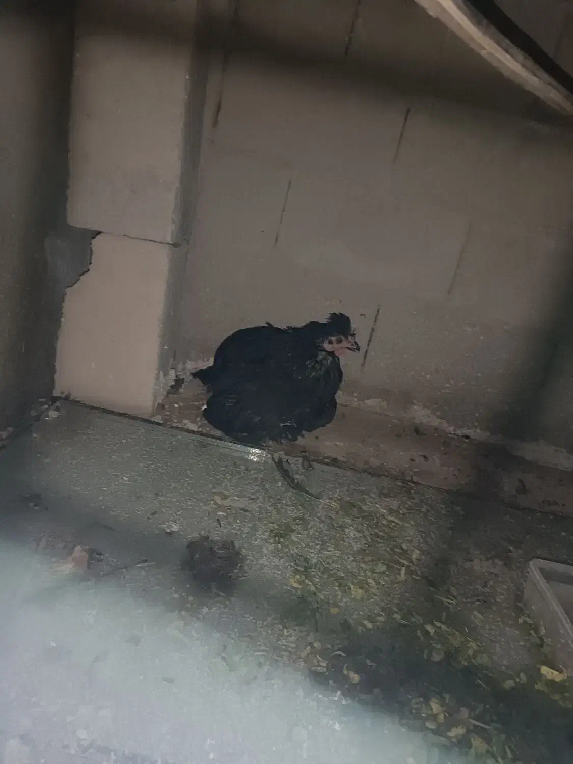 مرغ. جوجه. خروس|حیوانات مزرعه|لامرد, |دیوار