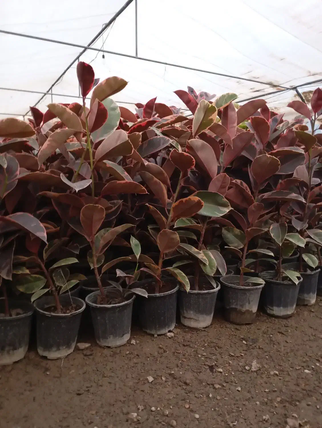 گل و گیاه|گل و گیاه طبیعی|اصفهان, جلفا|دیوار