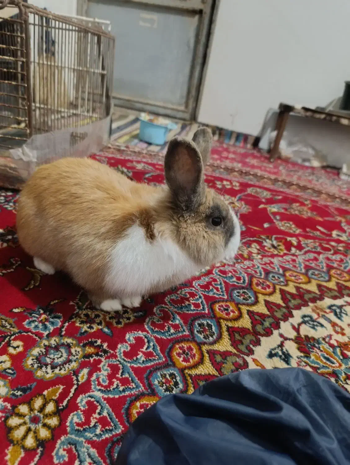 خرگوش|موش و خرگوش|نیشابور, شهرک بهارستان|دیوار