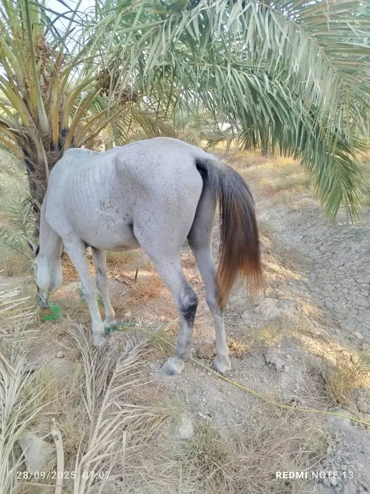 اسب عرب|اسب و تجهیزات اسبسواری|بندر ماهشهر, |دیوار