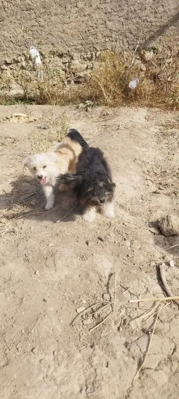 سگ نژاد دار|سگ|سمنان, |دیوار