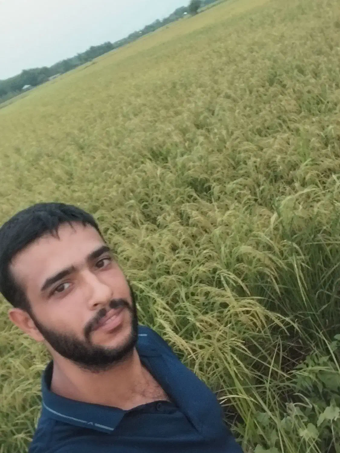 پنجاه کیلو برنج غریب|خوردنی و آشامیدنی|تولم شهر, |دیوار