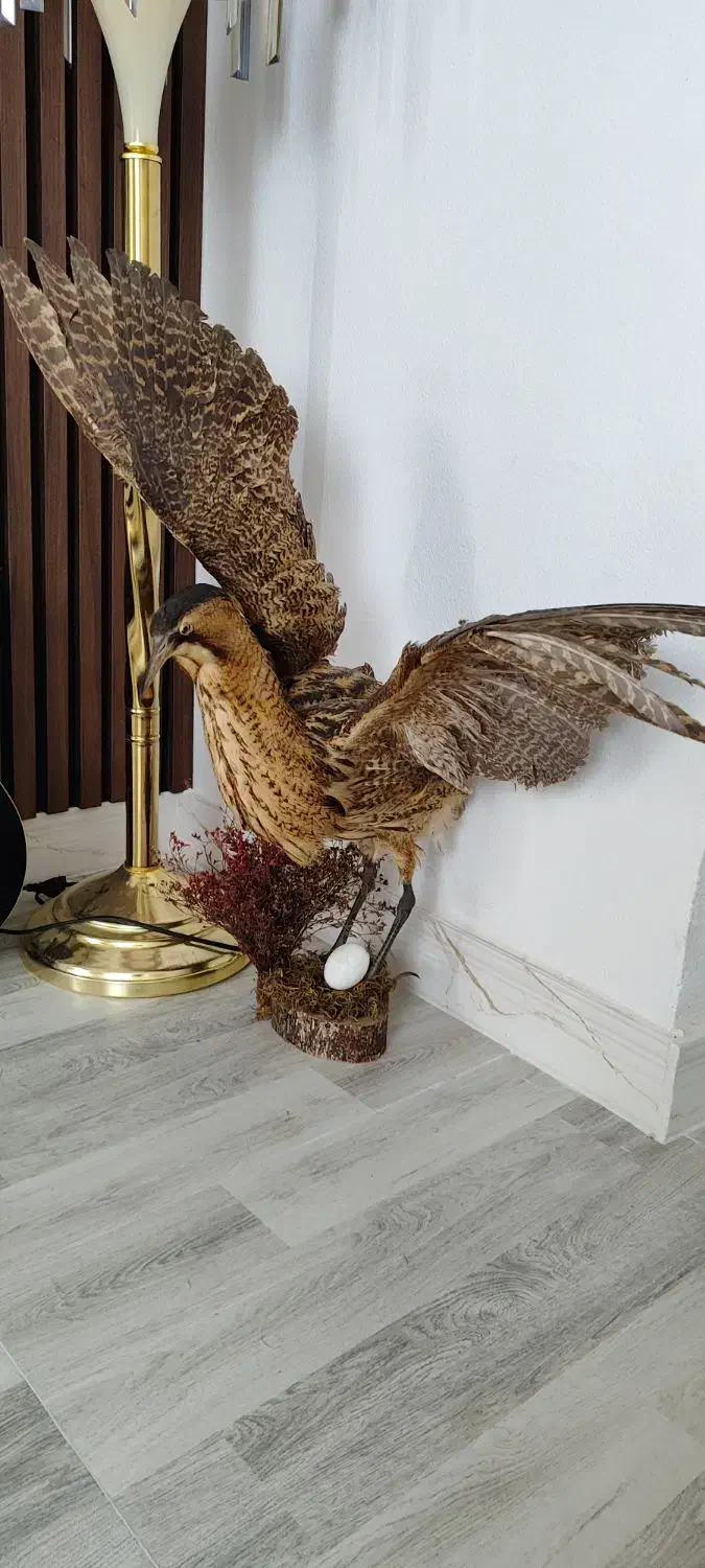 فروش پرنده|مجسمه، تندیس، ماکت|پارس‌آباد, |دیوار