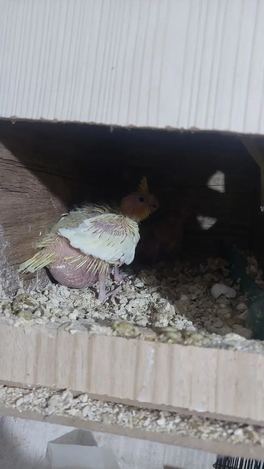 جوجه عروس هلندی|پرنده|مرودشت, ابوذر شمالی|دیوار