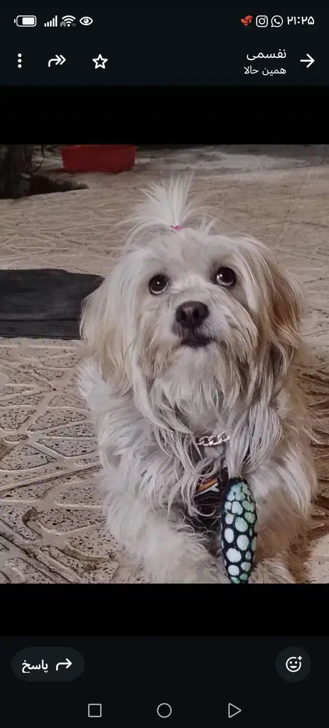 سگ خانگی|سگ|نجف‌آباد, کشاورز|دیوار