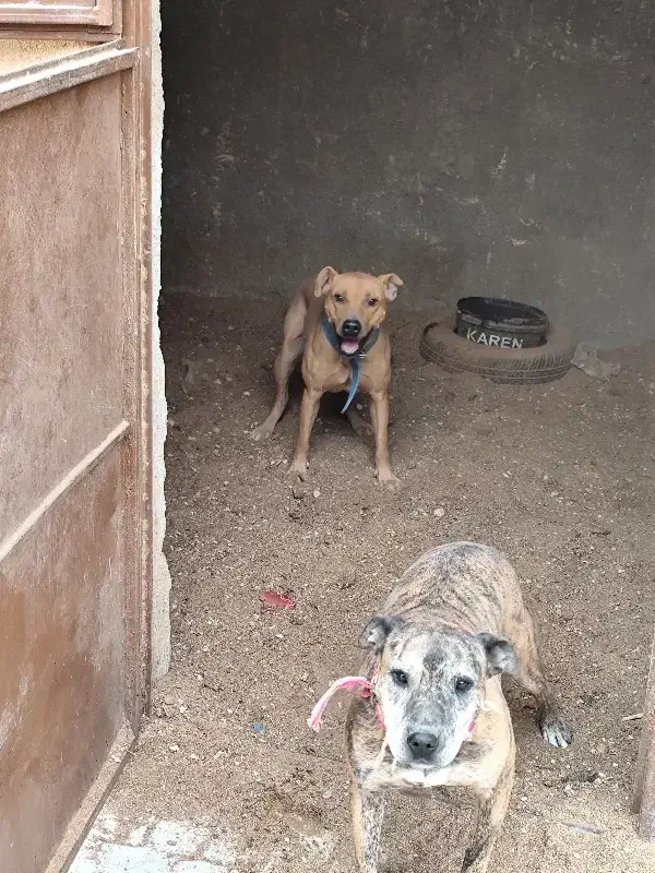 سگ پیتبول|سگ|اصفهان, بابوکان جنوبی|دیوار