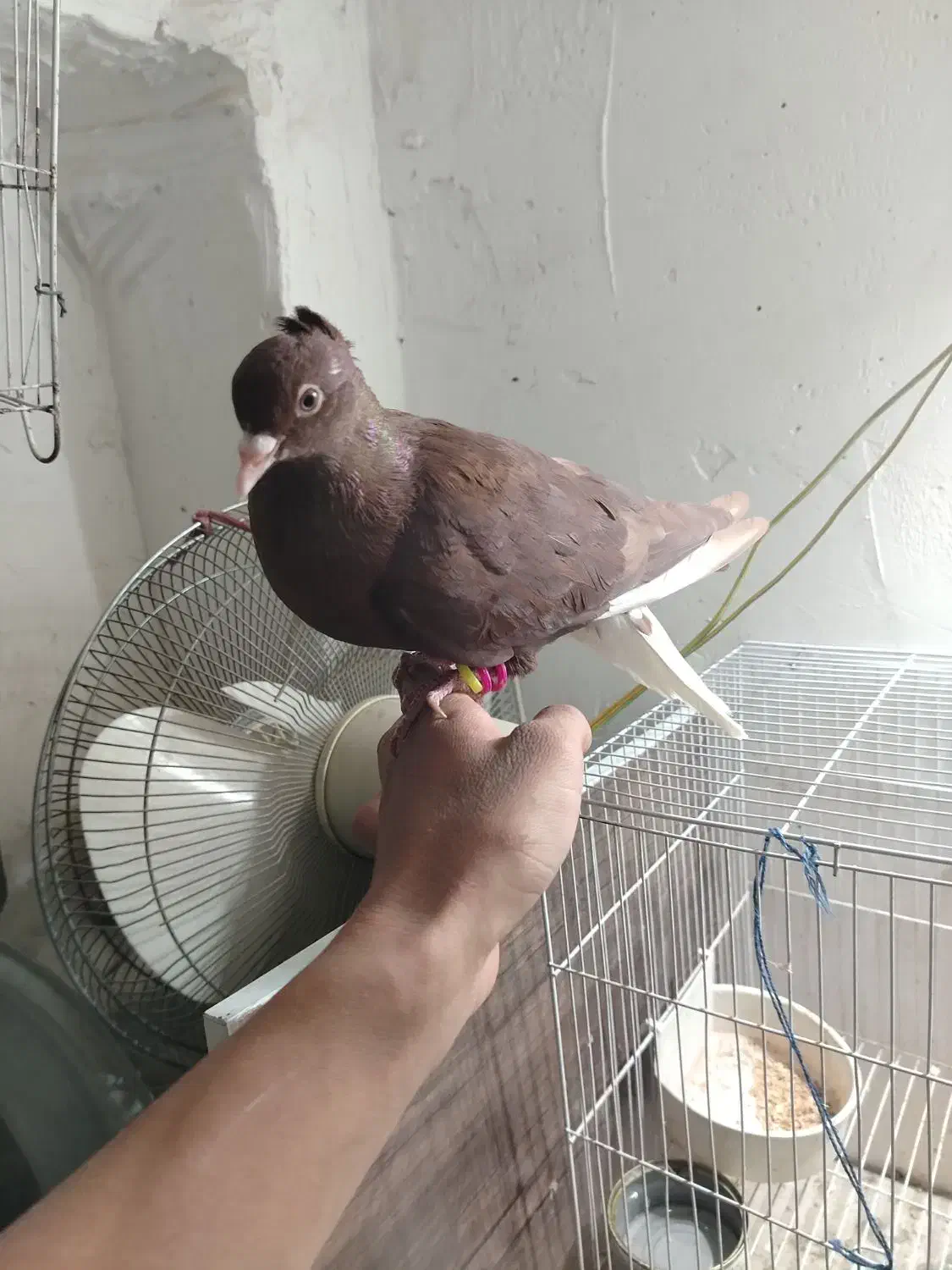 یک سرخ دمسفید رنگ خونی خشگل نر چینگ سفید|پرنده|نیشابور, شهرک اندیشه|دیوار