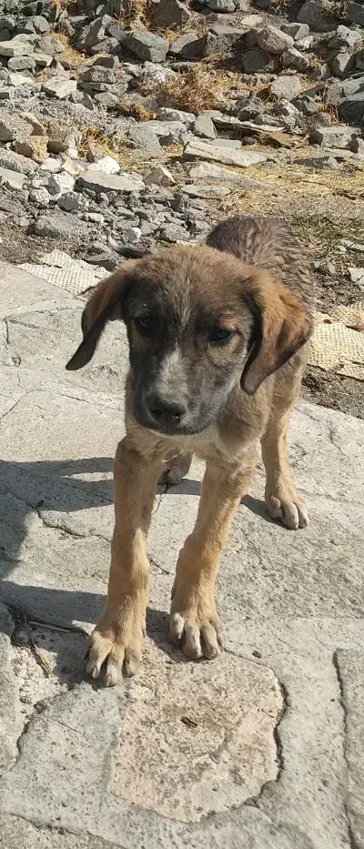 سگ داگو آرژانتین|سگ|زنجان, |دیوار