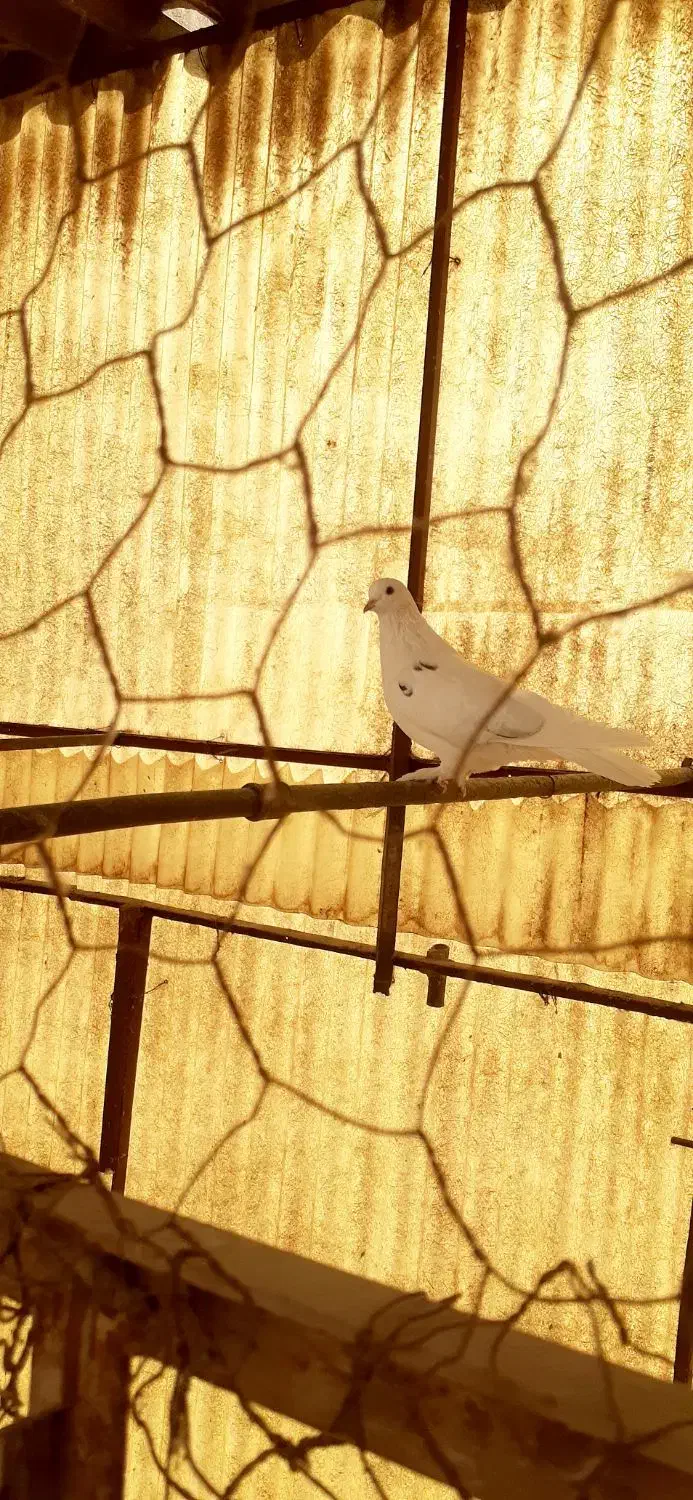 کبوتر . کفتر|پرنده|تهران, ائمه اطهار|دیوار