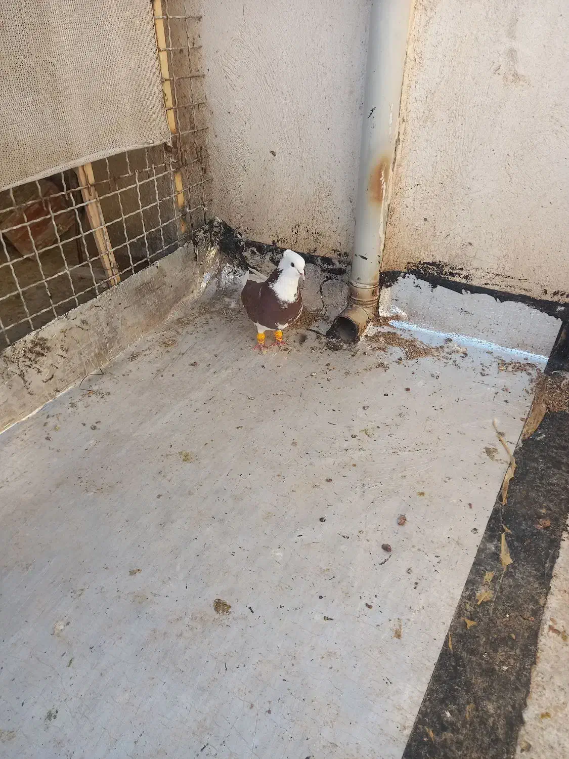 کهنه حریف|پرنده|اسفراین, |دیوار