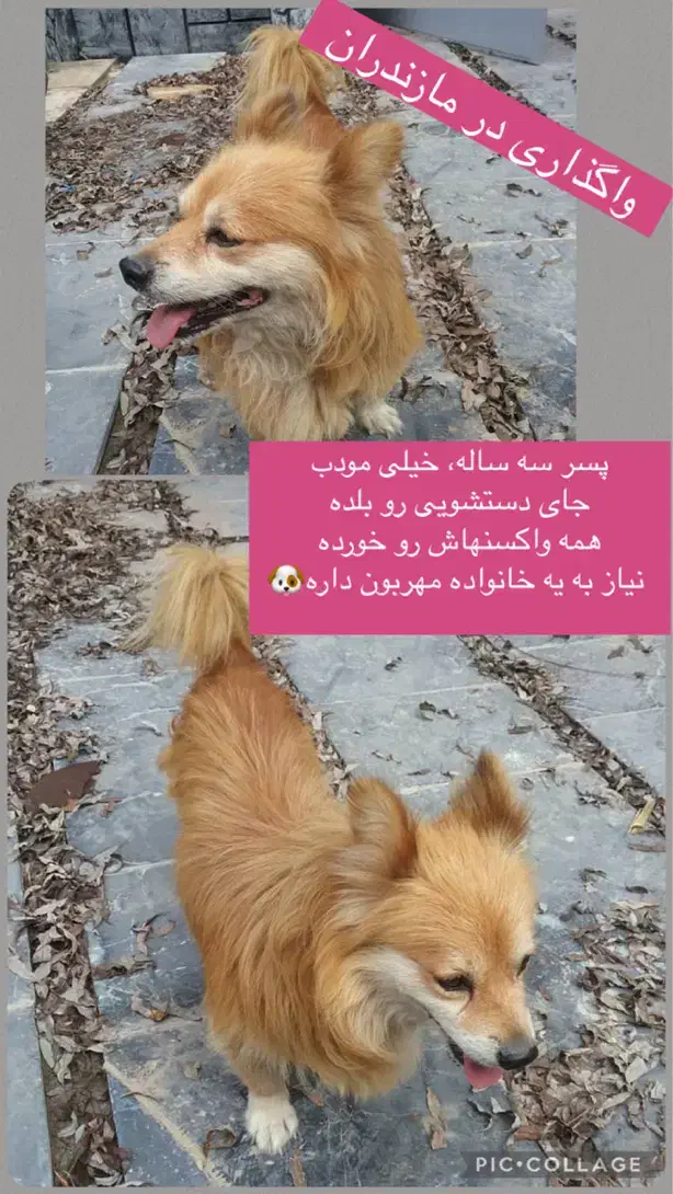 واگذاری سگ خانگی سه‌ساله مودب|سگ|محمودآباد, |دیوار
