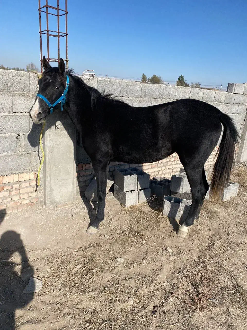 کره  مادیان|اسب و تجهیزات اسبسواری|اردبیل, |دیوار