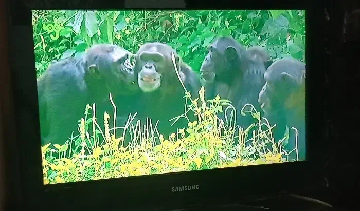 تی وی مانیتور سامسونگ26اینچ|تلویزیون و پروژکتور|بومهن, |دیوار