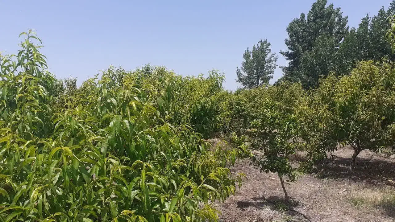 فروش مرغداری ۵۰ هزار تایی|فروش دفتر صنعتی، کشاورزی، تجاری|نکا, |دیوار