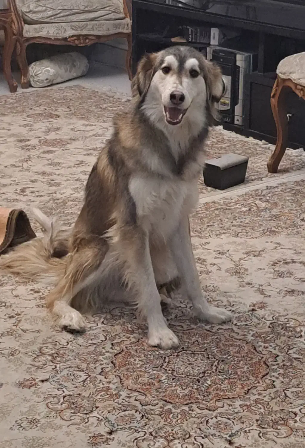 واگذاری سگ|سگ|تهران, جوانمردان (اندیشه)|دیوار