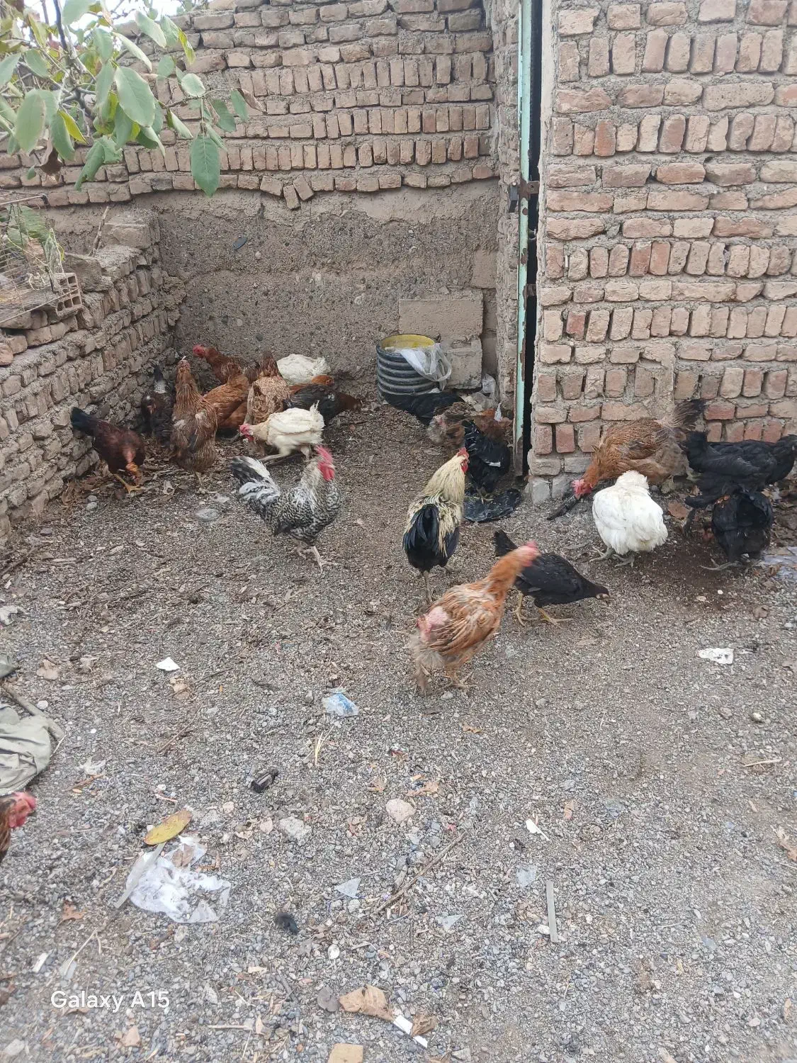 خروس و مرغ|حیوانات مزرعه|شبستر, |دیوار