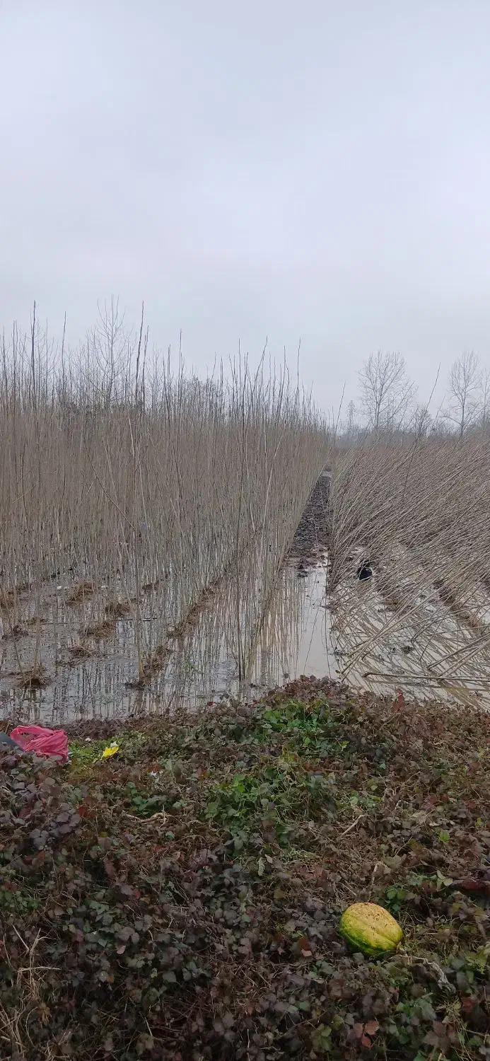 نهال صنوبر|خدمات باغبانی و درختکاری|آستانه اشرفیه, |دیوار