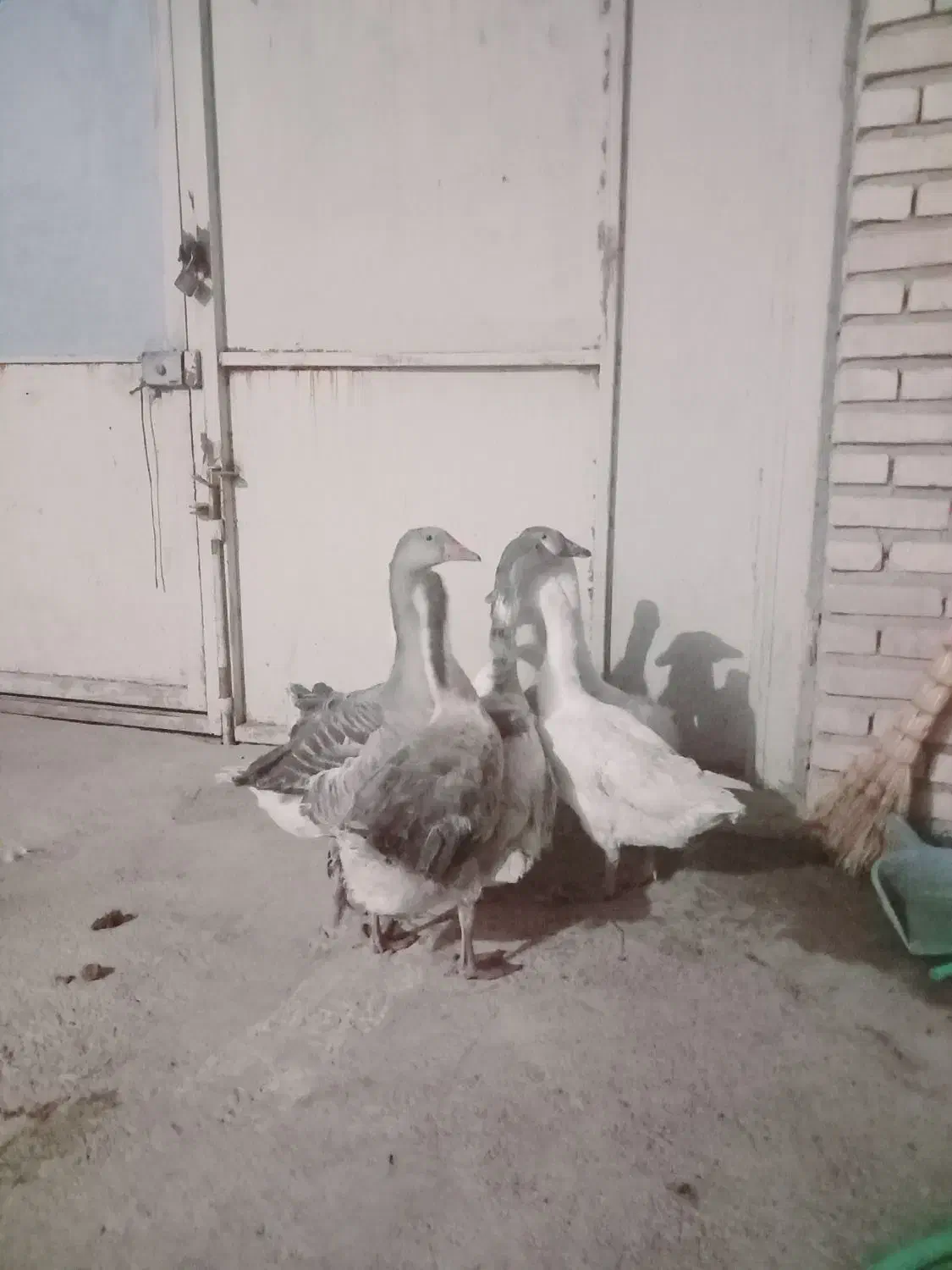 فروش غاز|حیوانات مزرعه|گرگان, |دیوار