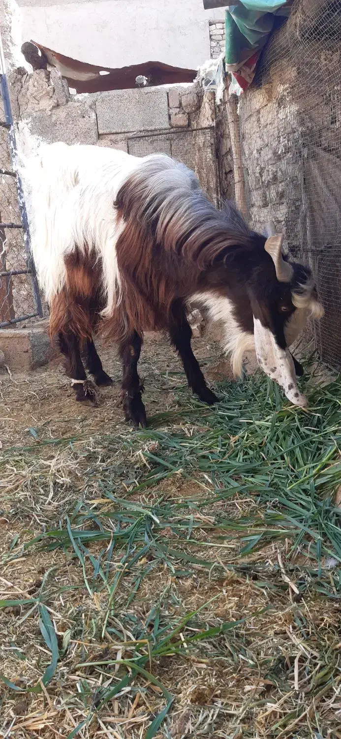 فروش گوسفند نر داشتی|حیوانات مزرعه|رونیز, |دیوار