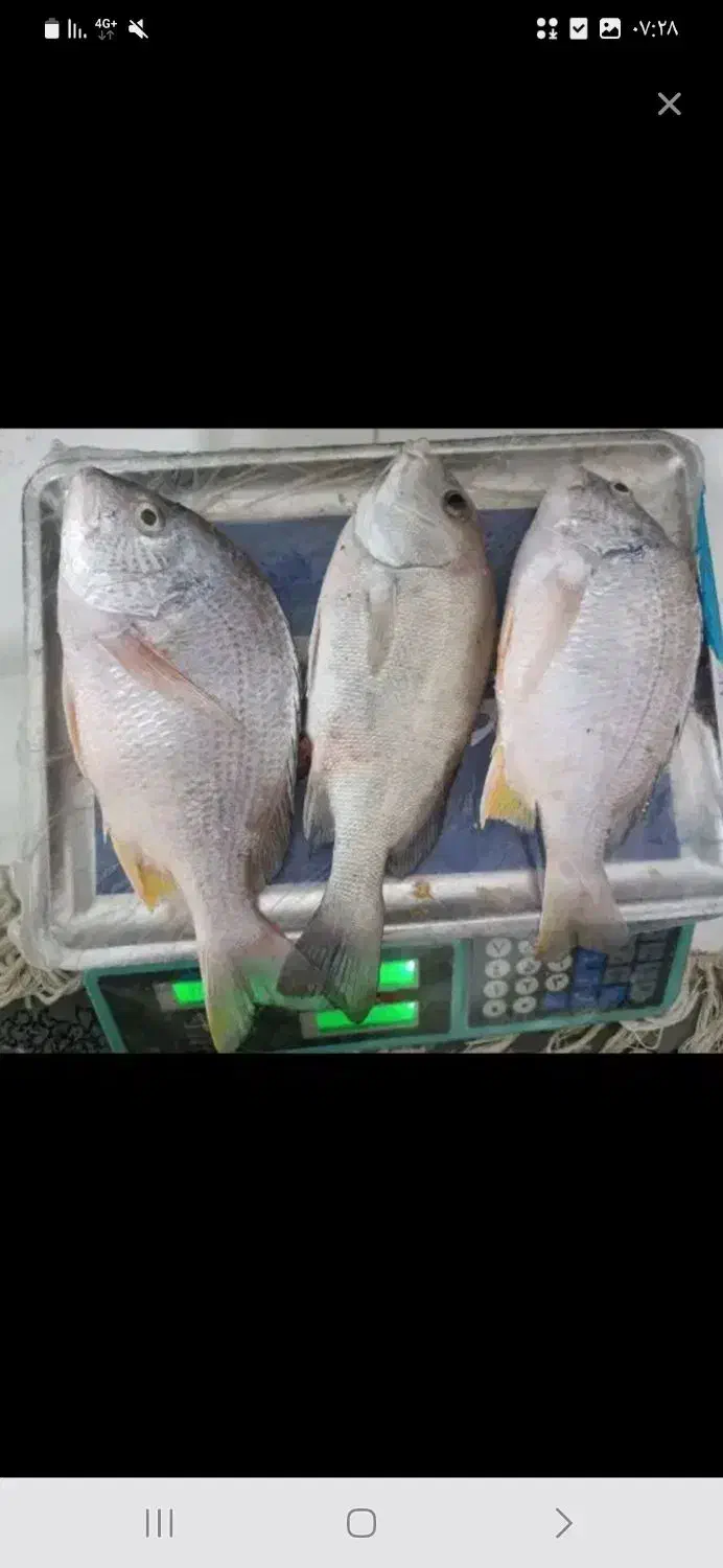 پخش ماهی جنوب خوش طعم بدون استخوان|ماهی|اسلامشهر, مظفریه|دیوار
