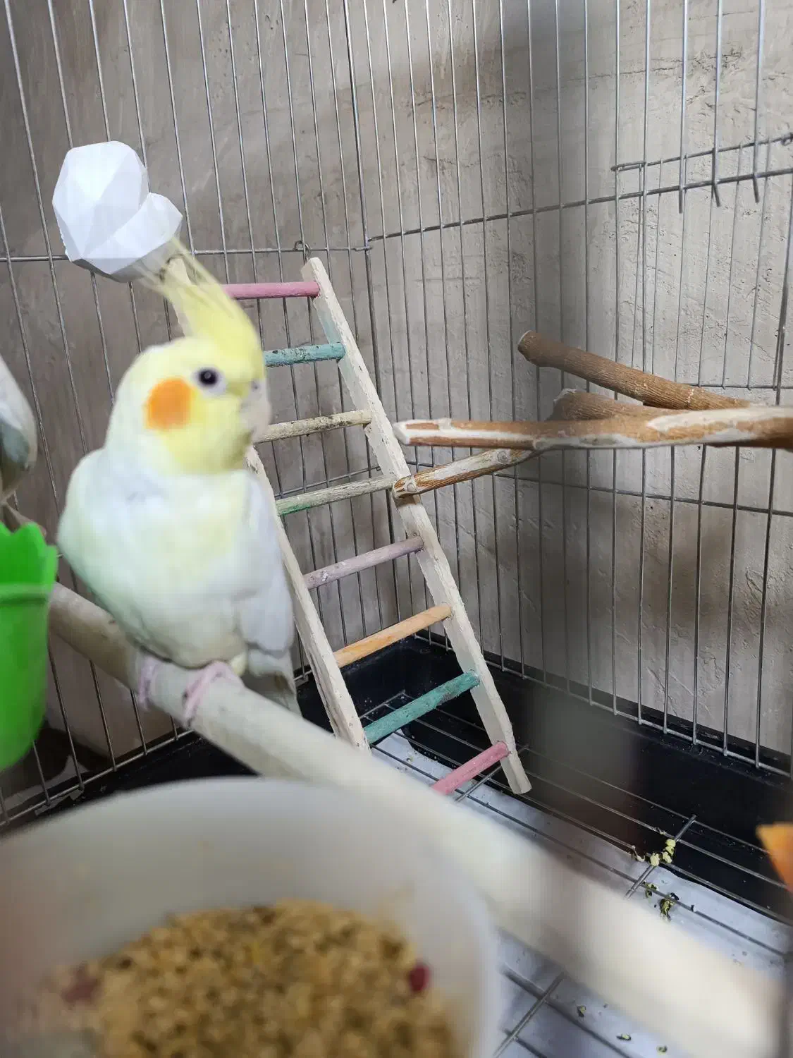 عروس هلندی ماده ۱۳۰۰|پرنده|سقز, |دیوار