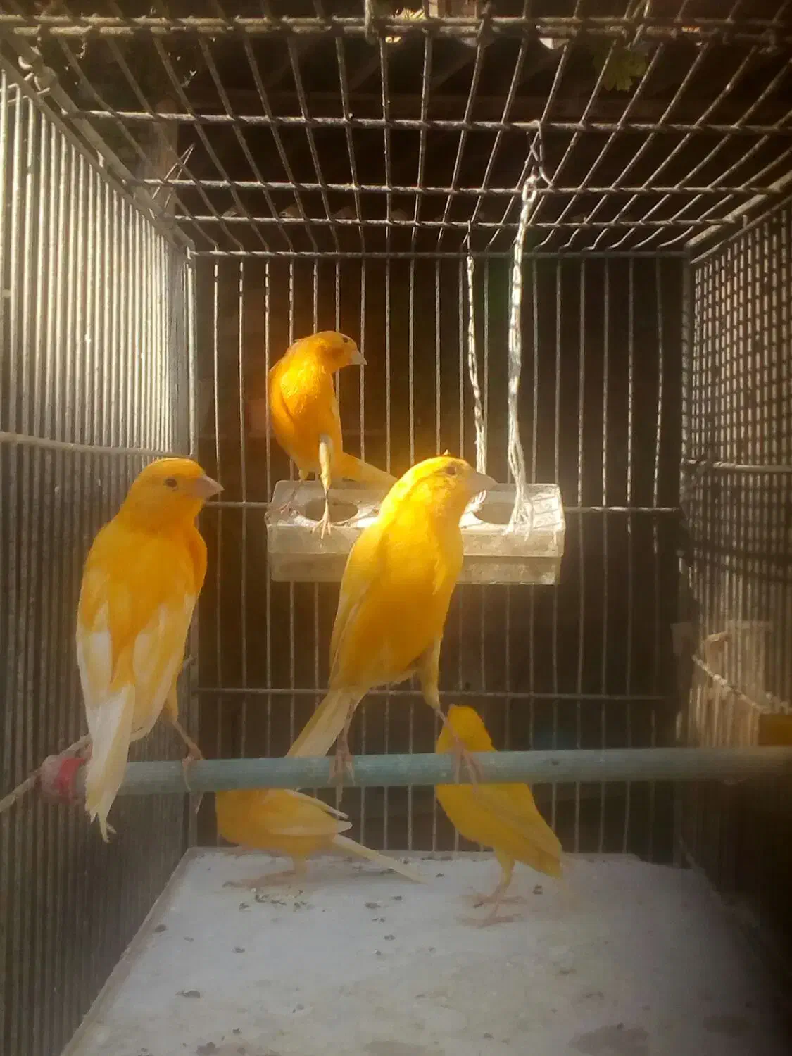 تعدادی قناری|پرنده|مرودشت, ابوذر جنوبی|دیوار