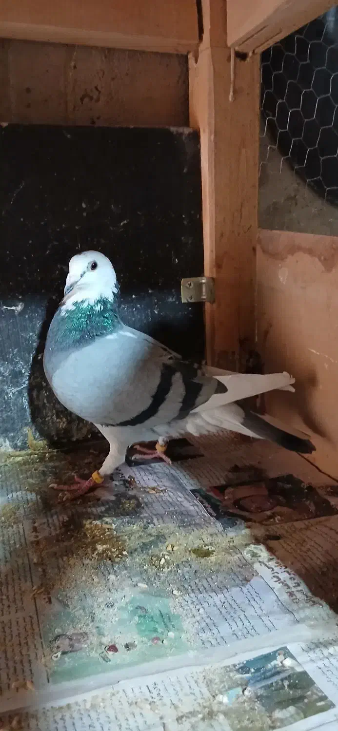 کفتر|پرنده|نهاوند, |دیوار