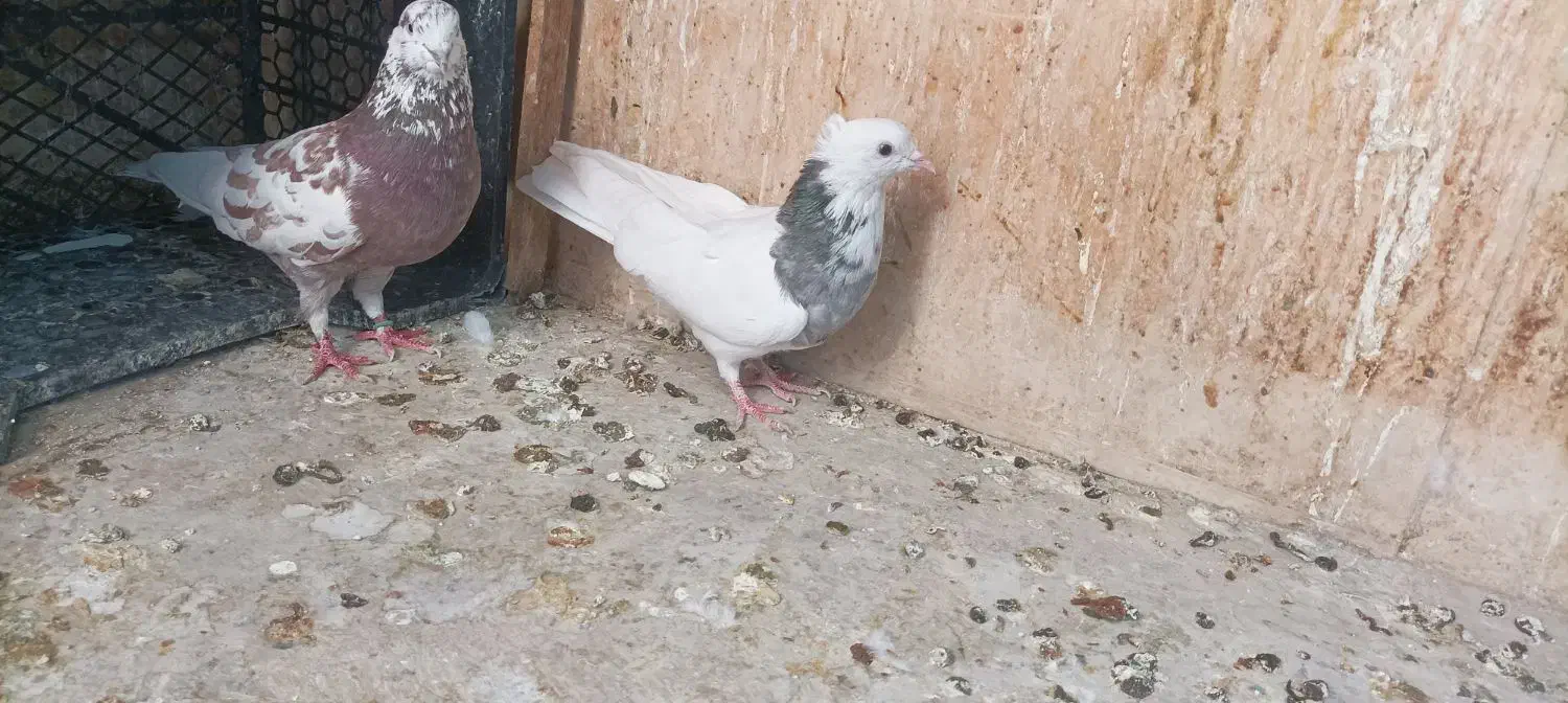 کفتر زینتی طوقی کاکل|پرنده|صباشهر, |دیوار