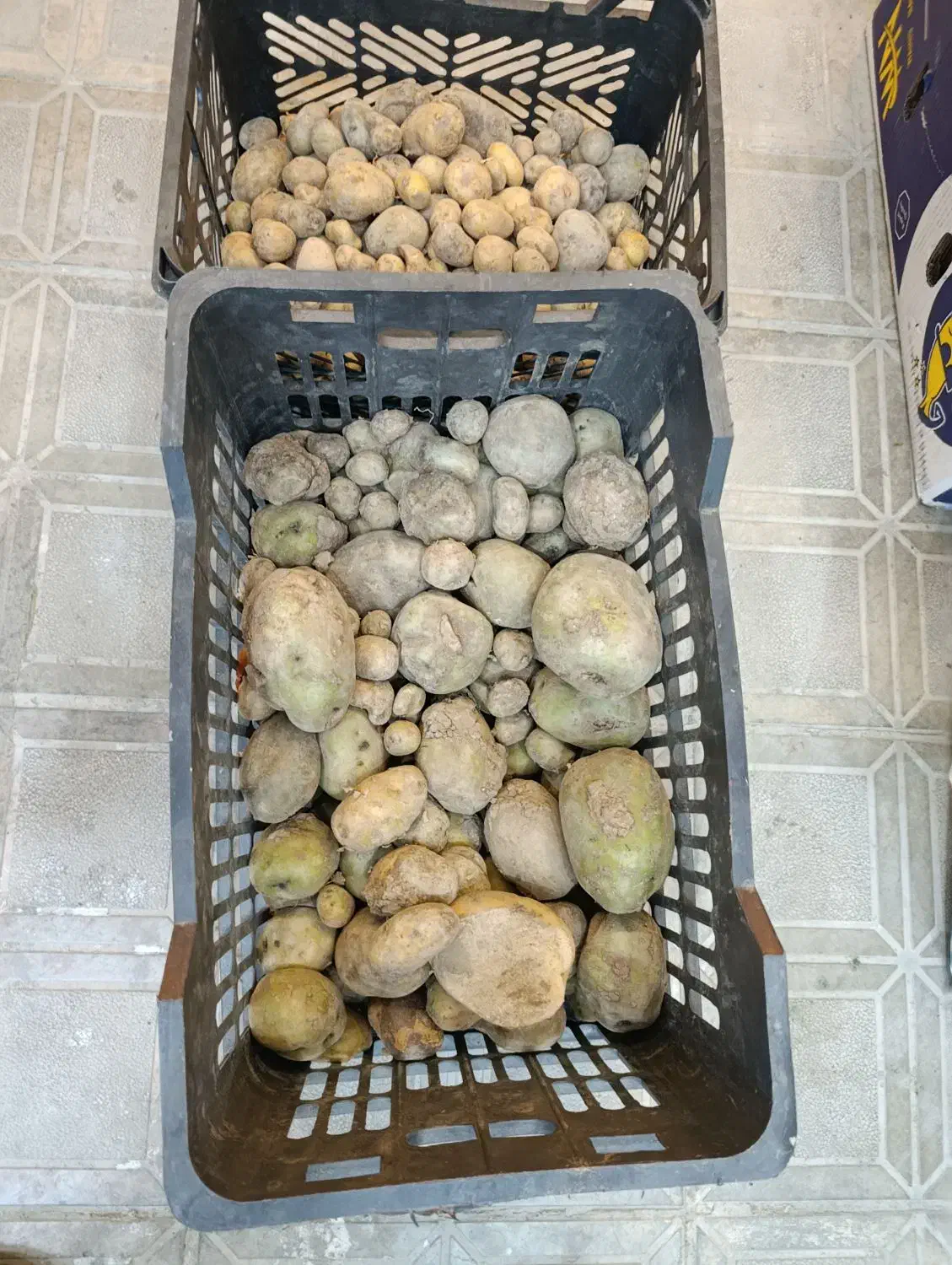 سیب زمینی|خوردنی و آشامیدنی|بیرجند, |دیوار