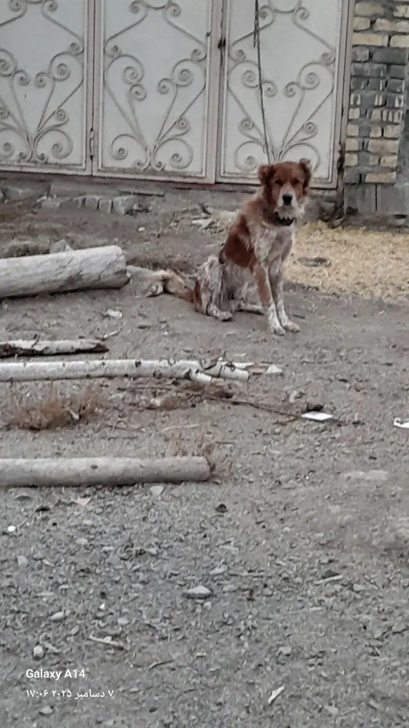 سگ گله ای|سگ|الیگودرز, |دیوار