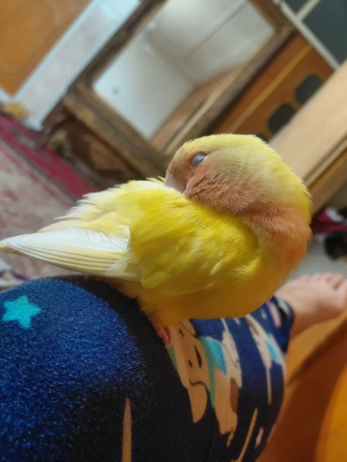 کتوله دستی اروم با هوش و شیطون|پرنده|نیشابور, شهرک قدس|دیوار