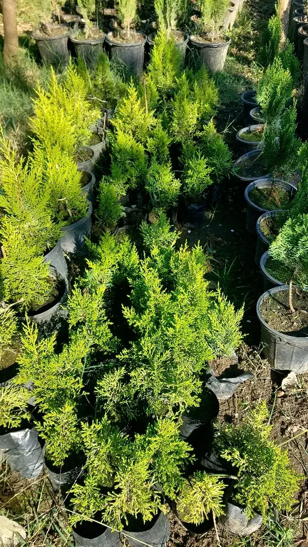 کاج لاوسون نایلکسی|حراج|کلاچای, |دیوار