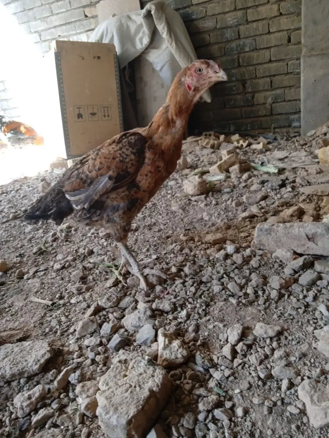 مرغ لاری خروس و خروس مینیاتوری|حیوانات مزرعه|برخوار, |دیوار