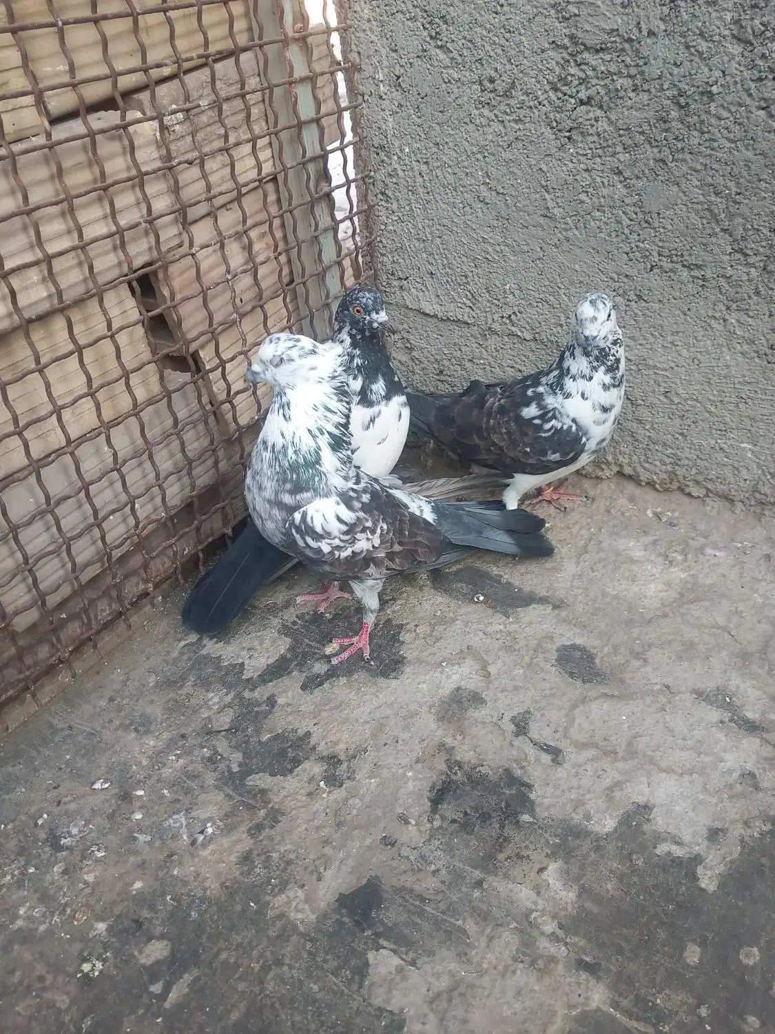 کفتر تهرانی|پرنده|محمدشهر, علی آباد گونه|دیوار