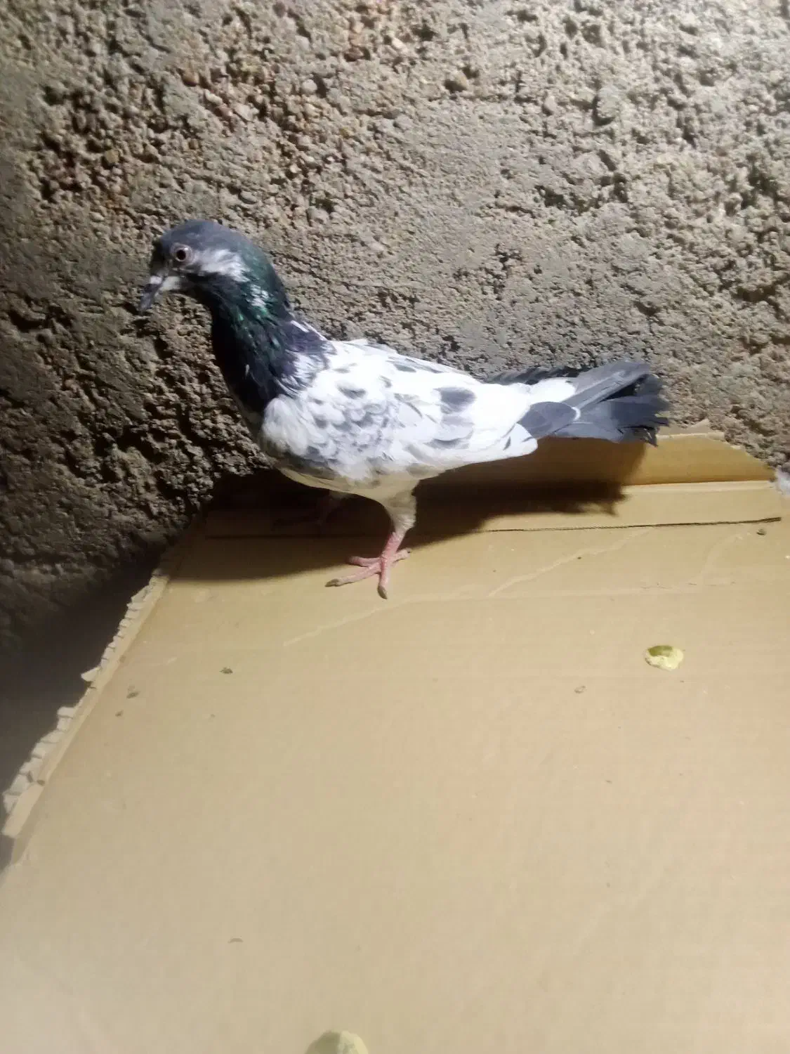 ماده تیدی|پرنده|مسجد سلیمان, |دیوار