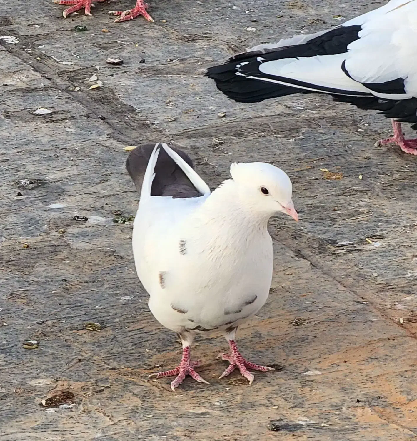 کبوتر دم قهوه ای|پرنده|بیجار, |دیوار