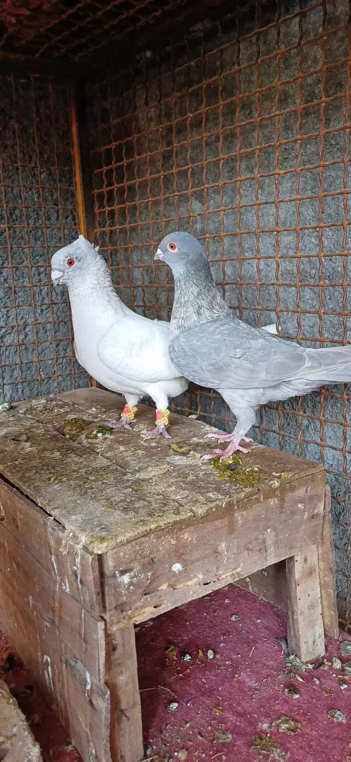 جفت موش درحه یک بشرط|پرنده|دزفول, |دیوار