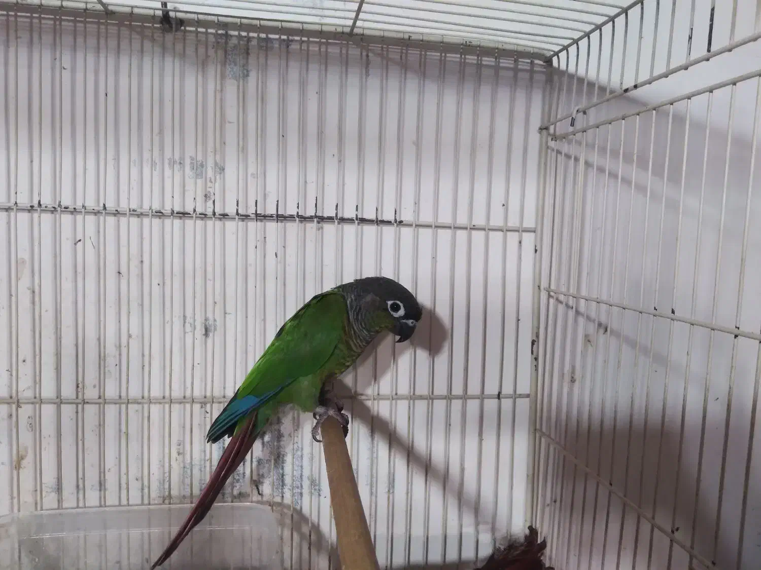 طوطی گرینچیک ماده بالغ کارداده|پرنده|فریدون‌کنار, |دیوار