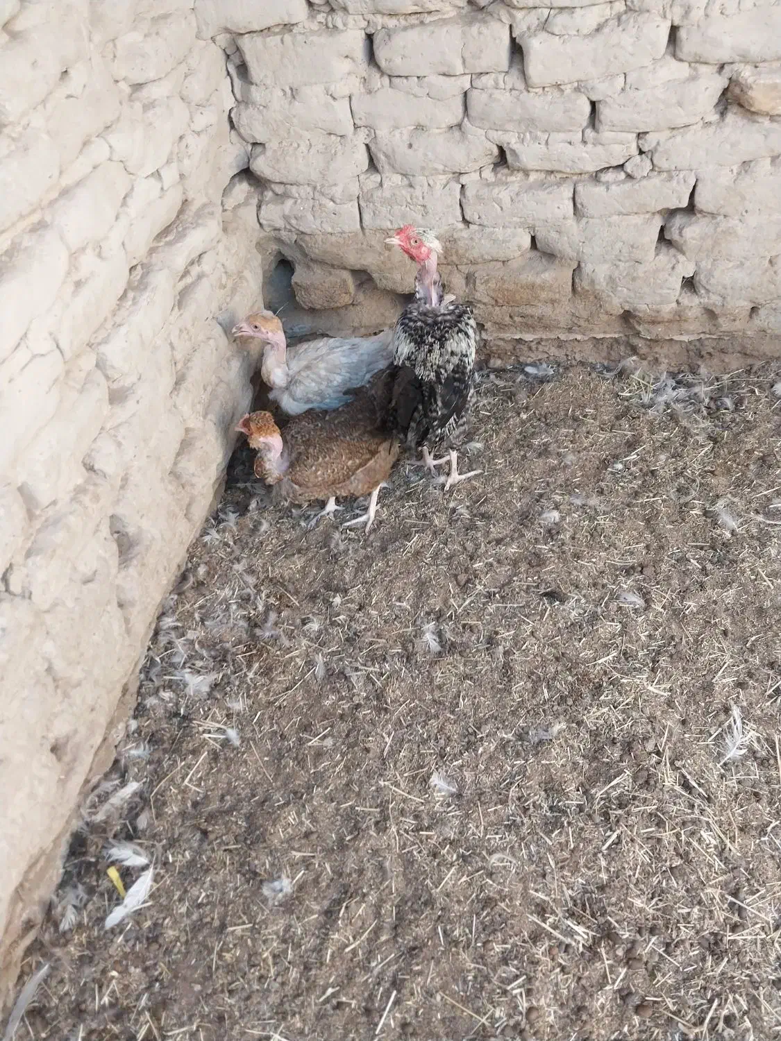 مرغ وخروس جوجه محلی|حیوانات مزرعه|زابل, |دیوار