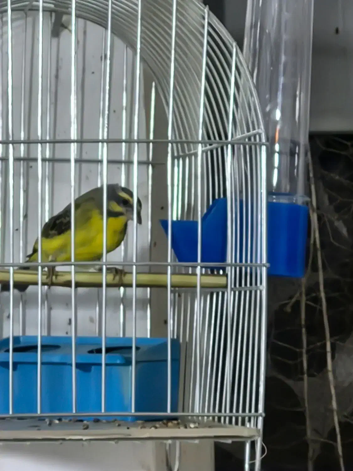 یاسمین ماده سهره قناری فنچ|پرنده|تهران, سردارجنگل|دیوار