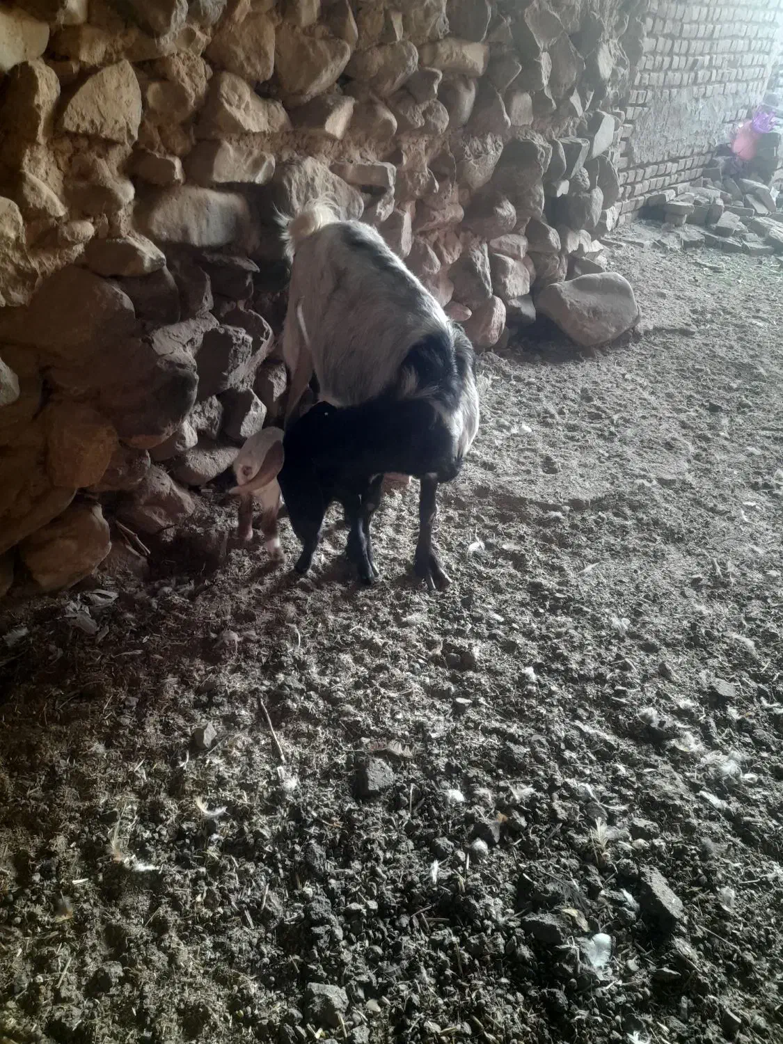 بز دوقلو به شرط شیر|حیوانات مزرعه|سبزوار, قصبه غربی|دیوار